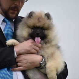 Keeshond Puppies from StarStruck Keeshonden