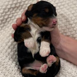 Cherry - Tri-color female Bernedoodle puppy in Modesto, California from Central Valley Canine Companions