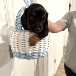 Dachshund Puppies from Ozge's Dachshunds