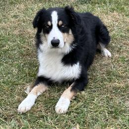 Gus - Australian Shepherd