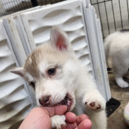 Siberian Husky Puppies from Spirit of the Moon Siberians