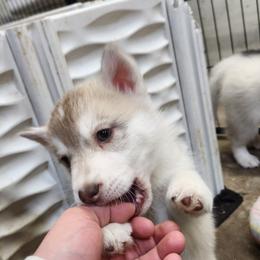Siberian Husky Puppies from Spirit of the Moon Siberians