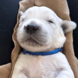 Boy 1 - Light golden male Golden Retriever puppy in Manti, Utah from Arrowhead Kennels