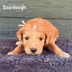 Sourdough - Apricot female Goldendoodle puppy in Lancaster, Minnesota from North Star Dog Training