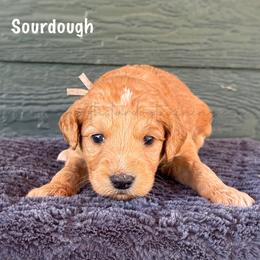 Sourdough - Apricot female Goldendoodle puppy in Lancaster, Minnesota from North Star Dog Training