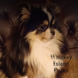 BELLATRIX - Pomeranian