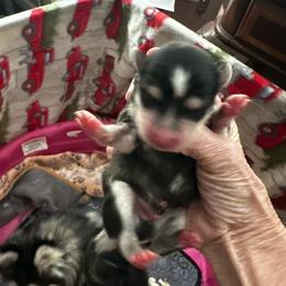 Boy 2 - Black and white male Pomsky puppy in Leesburg, Virginia from Capital Pomsky