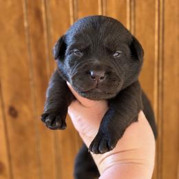 Tracker - Chocolate male Labrador Retriever puppy in Tomahawk, Wisconsin from Mahner Labs