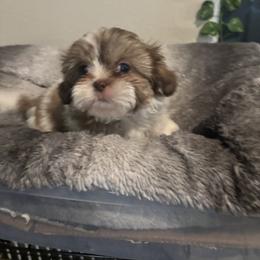 Shih Tzu Puppies from Shihtzu Happen