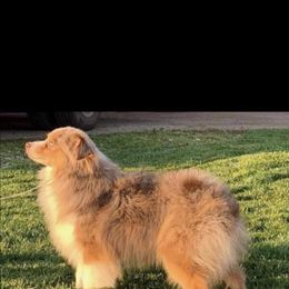 Diesel - Australian Shepherd