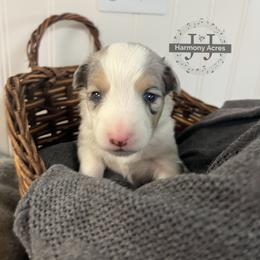 Lil' Darlin' - Blue merle female Miniature Australian Shepherd puppy in Mt Juliet, Tennessee from J&J Harmony Acres