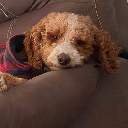 Harlow - Goldendoodle