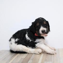 Jingle (Red Band) - Tri-color male Labradoodle puppy in Plainfield, New Jersey from Caris Paws Poodles and Labradoodles