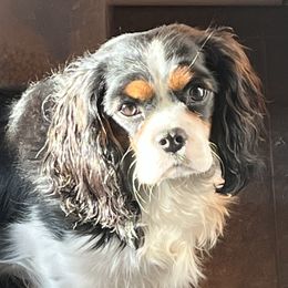 Fiona - Cavalier King Charles Spaniel