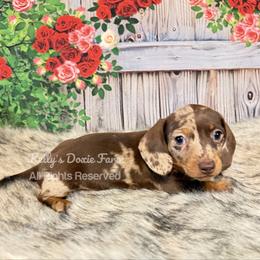Chocolate and Tan Dapple Male Smooth Orange Collar - Chocolate and tan male Dachshund puppy in Cleveland, Tennessee from Kelly's Doxie Farm