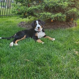 Bernese Mountain Dog Puppies from Lonesome Pine Farm