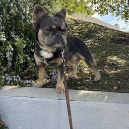 French Bulldog Puppies from Los Angeles, France