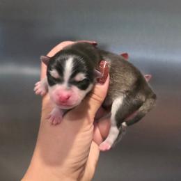 Gray Amazing Boy - Gray and white male Pomsky puppy in Austin, Colorado from Colorado Mini Dachshunds & Mini Pomskies