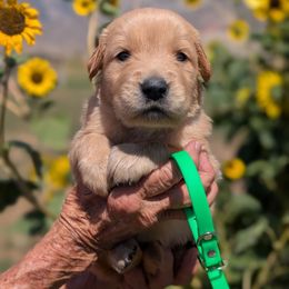 Miss Corriente - Golden female Golden Retriever puppy in Cody, Wyoming from Bliss Creek Goldens