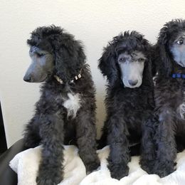 Poodles from Platinum Poodles