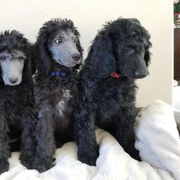 Poodles from Platinum Poodles