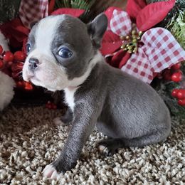 Boston Terriers and Companion Crosses from Boston Terriers of Boston