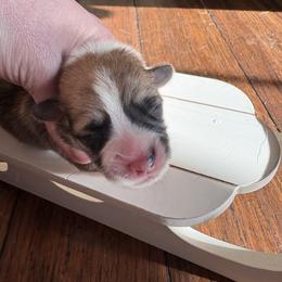 Blue Collar - Red male Pembroke Welsh Corgi puppy in Abingdon, Virginia from Em-K Kennels