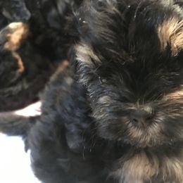 Assorted Doodle Crosses Puppies from Yoriko's Puppies