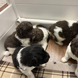Newfoundland Puppies from Gable's Homegrown Pawprints