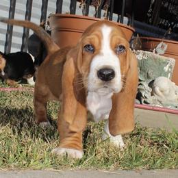 Rusty Grizwold - Red and white male Basset Hound puppy in Jacksboro, Texas from Basset Hounds of Jacksboro, Tx