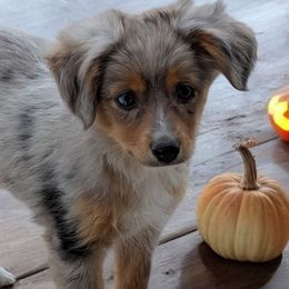 Ziggi - Toy Australian Shepherd