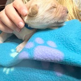Golden Retriever Puppies from Golden Kiss Retrievers