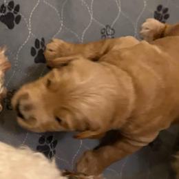 Hazel - Apricot female Goldendoodle puppy in Indiana, Pennsylvania from Kathy's Doodles