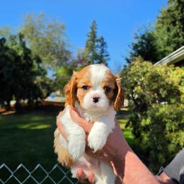AKC Benny - Blenheim male Cavalier King Charles Spaniel puppy in Bonney Lake, Washington from House of Happy Cavaliers