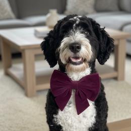 Rainbow - Bernedoodle