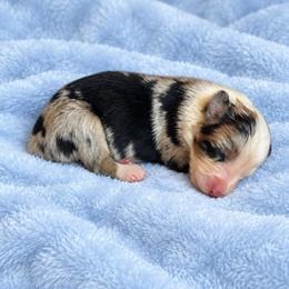 Pippin - Blue merle female Australian Shepherd puppy in Howardsville, Virginia from Spectacular Aussies and Cavaliers