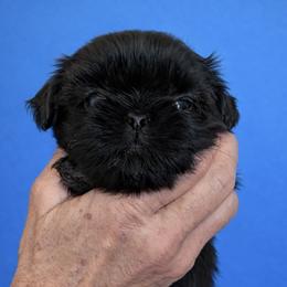 Bowie - Black male Shih Tzu puppy in Tallahassee, Florida from Bows and Bow Ties