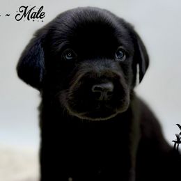 Blue - Black male Labrador Retriever puppy in San Diego County, California from Travis’ Chocolate Labradors