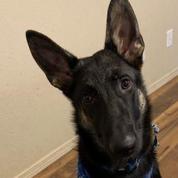 Bear - German Shepherd