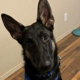 Bear - German Shepherd