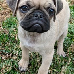 Pugs from Love Pugs