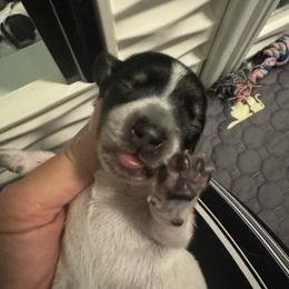Sprinkles:Girl piebald with multiple dots - Piebald female Dachshund puppy in Casselberry, Florida from Amore Mini Dachshund Breeders & More