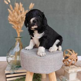 Olaf - Black male Goldendoodle puppy in Guthrie, Oklahoma from Edmond Doodles, LLC