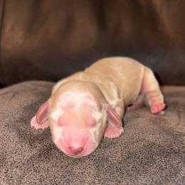 Dachshund puppies from Little e Dachshunds