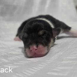 Boy 3 - male Pembroke Welsh Corgi puppy in Terrell, Texas from Brynwood Pembroke Welsh Corgis