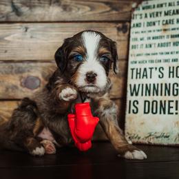 ROCKY - Merle male Bernedoodle puppy in Lehi, Utah from Thompson Family Puppies