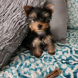 Deuce2 - Black and tan female Yorkshire Terrier puppy in Sidney, Ohio from Little Yorkie World