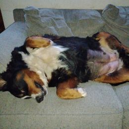 Bernese Mountain Dog puppies from RC Farm