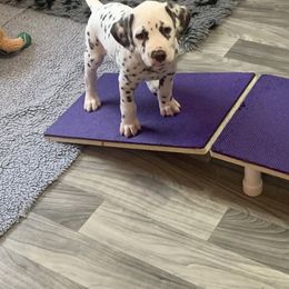 Dalmatian Puppies from Prestige Dalmatians