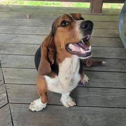 Maz - Basset Hound